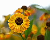 Common sunflower in front of a spider's web