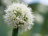 White allium flower with blurred background