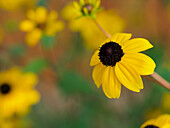 Yellow rudbeckia, yellow coneflower against a blurred background