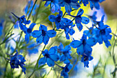 Delphinium Grandiflorum Blue Butterfly, Rittersporn vor unscharfem Hintergrund