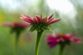 Coneflower or Echinacea flower in front of blurred background
