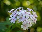 Rosa-weiße Phlox-Blüte vor unscharfem Hintergrund