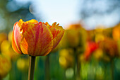 Rot-gelbe Tulpe vor unscharfem Hintergrund