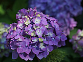 French hydrangea against a blurred background