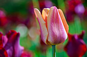 Rose-orange Tulpe vor unscharfem Hintergrund