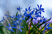 Scilla luciliae (Bossier's Glory-of-the-Snow or Lucile's Glory-of-the-Snow)