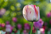 Weiße-rote Tulpe vor unscharfem Hintergrund