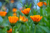 Orangefarbene Ringelblumenblüten, halb geöffnet