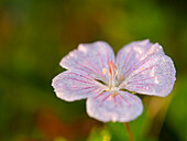 Rosa Geranie bedeckt mit Morgentau