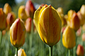 Hübsche gelbe-orange Tulpen in einem Tulpenfeld