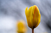 Gelbe Tulpe mit etwas Rot vor verschwommenem Hintergrund