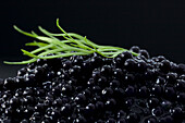 Makroaufnahme von Seehasenkaviar mit Dill garniert