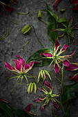 Blossoms of the crown of glory (Gloriosa superba)