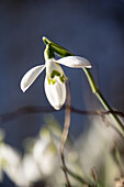 Schneeglöckchen (Galanthus nivalis) im Gegenlicht