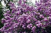 Blooming lilac bush (Syringa) in the spring garden