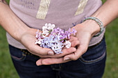 Lilac blossoms (Syringa vulgaris) in the hands of a woman