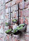 Succulents in old ladles on brick wall