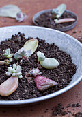 Succulent cuttings in metal trays with soil