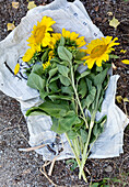 Freshly cut sunflowers (Helianthus) on newspaper in the garden