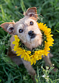 Dog with sunflower collar in green grass, looking into camera