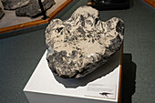 Versteinerte Hadrosaurier- oder Entenschnabel-Dinosaurierspur aus einer Kohlenmine im USU Eastern Prehistoric Museum in Price, Utah