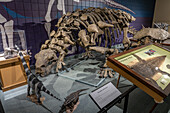 Rekonstruiertes Skelett eines Peloroplites cedromontanus, eines gepanzerten Ankylosauriers. Prähistorisches Museum, Price, Utah
