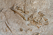 Teilweise ausgegrabene Dinosaurierknochen eines Sauropoden an der Wall of Bones in der Quarry Exhibit Hall, Dinosaur National Monument, Utah