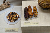 Ancient food artifacts of Native American corn and beans in the USU Eastern Prehistoric Museum in Price, Utah.