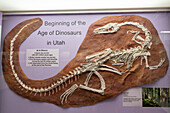 Skeleton cast of a coelophysis, Coelophysis bauri, in the USU Eastern Prehistoric Museum in Price, Utah.