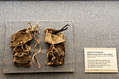Native American leather child's sandals in the USU Eastern Prehistoric Museum in Price, Utah.