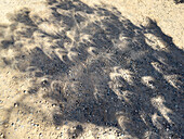 Halbmondförmige Schatten auf dem Boden eines Baumes während einer ringförmigen Sonnenfinsternis in Utah