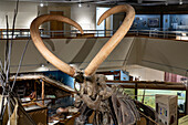 Detail of the tusks & skull of a Columbian Mammoth, Mammuthus columbi, in the USU Eastern Prehistoric Museumin Price, Utah. Known as the Huntington Mammoth where it was discovered in 1988.