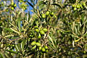 Oliven. Pinhel, Portugal