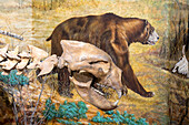 Detail des Schädels eines Kurzgesichtsbären, Arctodus simus, im USU Eastern Prehistoric Museum in Price, Utah. Dahinter befindet sich ein Gemälde des Bären