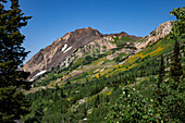 Sommerliche Wildblumenblüte im Albion Basin im Little Cottonwood Canyon bei Salt Lake City, Utah. Der Mount Superior liegt dahinter
