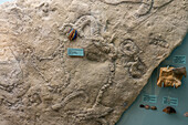 Fossil of trilobite feeding traces and burrows in the USU Eastern Prehistoric Museum in Price, Utah.