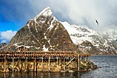 Kabeljau hängt zum Trocknen auf Holzgestellen vor dem Berg Olstinden, Moskenes, Lofoten, Norwegen
