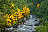 Bigleaf maple trees in fall color on the North Fork Middle Fork Willamette River, Oregon.