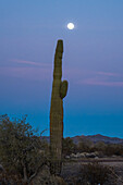 Der Vollmond und der Saguaro-Kaktus in der Abenddämmerung in der Sonoran-Wüste bei Quartzsite, Arizona
