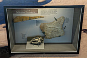 Schwanzstachel und Rückenplatte eines Stegosaurus stenops in der Quarry Exhibit Hall des Dinosaur National Monument, Utah. Außerdem ein Abguss des Schädels eines Dryosaurus altus