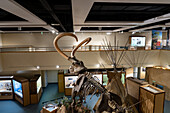 A Columbian Mammoth, Mammuthus columbi, in the USU Eastern Prehistoric Museumin Price, Utah. Known as the Huntington Mammoth where it was discovered in 1988.