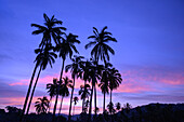 Kokosnusspalmen bei Sonnenaufgang auf dem Campingplatz in Chacala, Nayarit, Mexiko