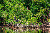 Mangroven in Puerto Barillas in der Bucht von Jiquilisco im Golf von Fonseca, Pazifischer Ozean, El Salvador, Mittelamerika