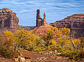 Cottonwood trees in fall color in Valley of the Gods, Utah.