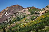 Summer wildflower bloom in Albion Basin in Little Cottonwood Canyon by Salt Lake City, Utah. Mount Superior is behind.
