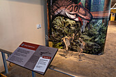 Knochen eines jugendlichen Stegosaurus in der Quarry Exhibit Hall des Dinosaur National Monument in Utah