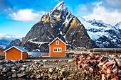 Kabeljau hängt zum Trocknen auf Holzgestellen vor dem Berg Olstinden, Moskenes, Lofoten, Norwegen