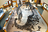 Ausstellung verschiedener Dinosaurierskelette im USU Eastern Prehistoric Museum, Price, Utah. Ein großer Camarasaurus steht im Vordergrund