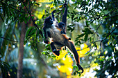 Some spider monkeys in Puerto Barillas in Jiquilisco Bay in Gulf of Fonseca Pacific Ocean El Salvador Central America.