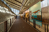 Fossile Ausstellungsstücke und die Wall of Bones in der Quarry Exhibit Hall im Dinosaur National Monument. Jensen, Utah